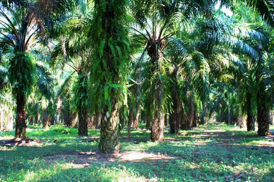 Palm Oil Trees Honduras Central America Travel - Students Helping Honduras